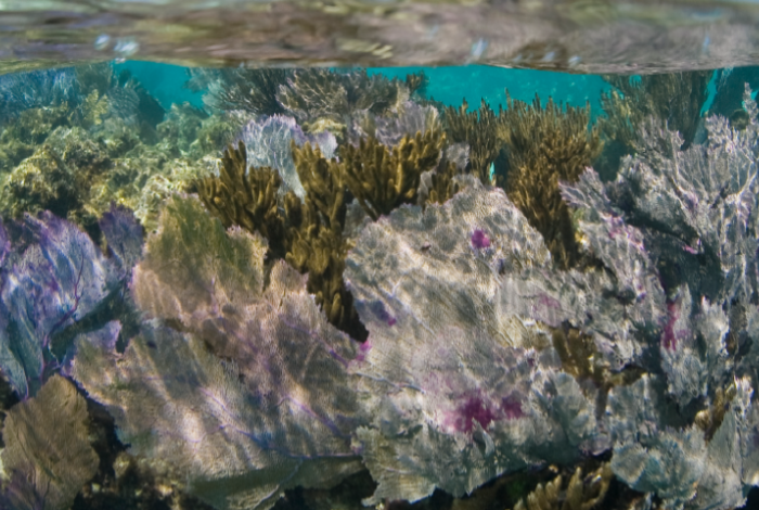 Underwater shot of a coral reef