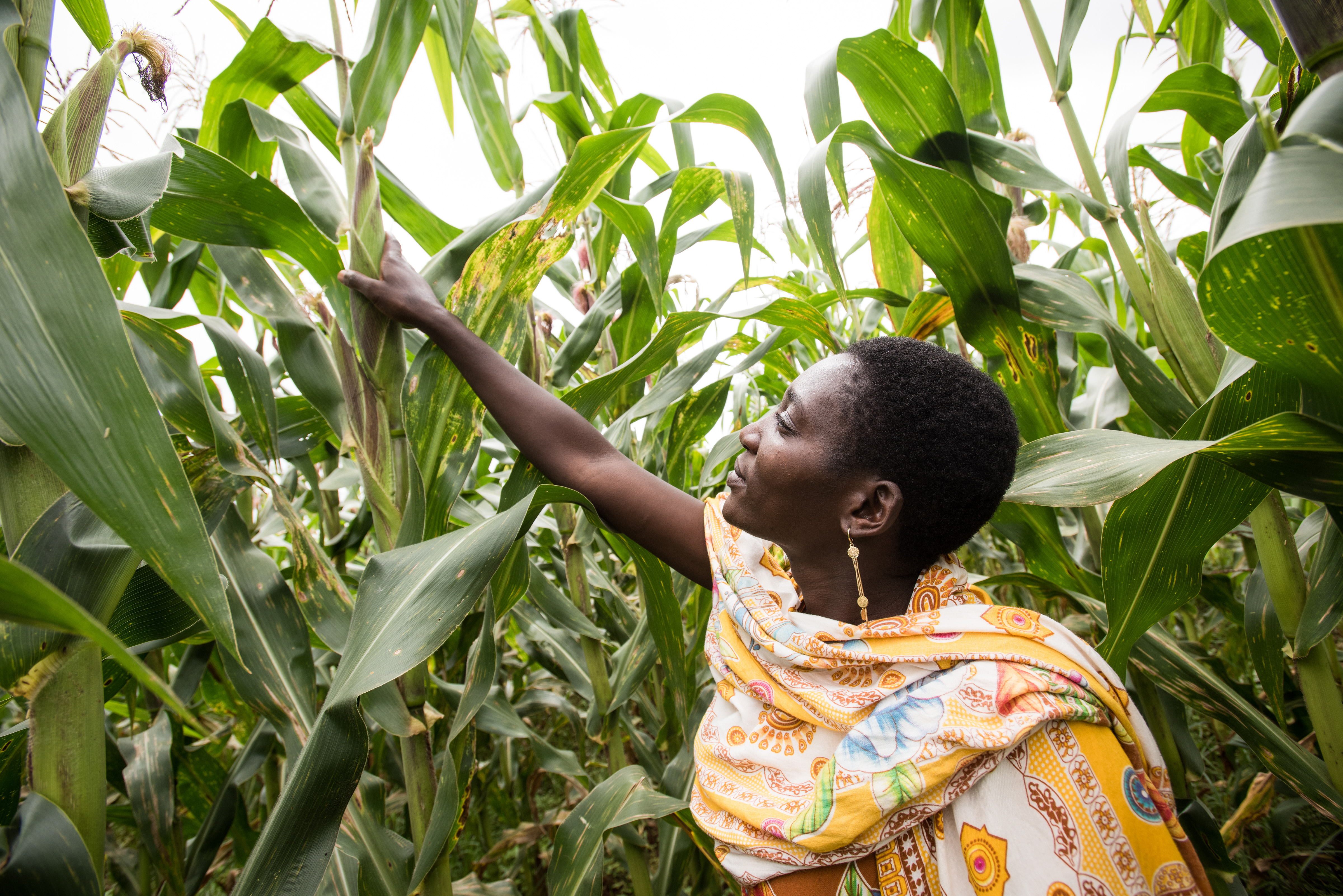 photo, One Acre Fund, Tulalumba Luvingain maize field