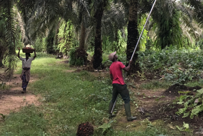 men harvesting palm tree leaves