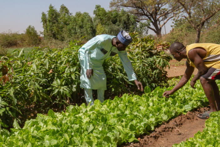 Two Nigerien men inspecting crops