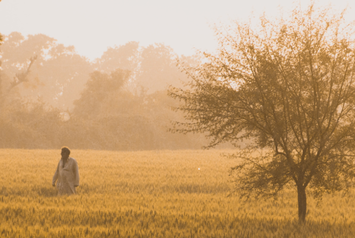 Pakistani farmer in a field