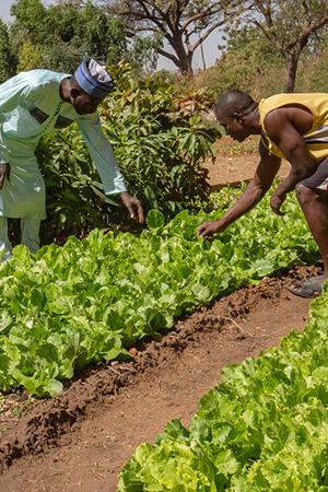 Two African men inspecting lettuce crops