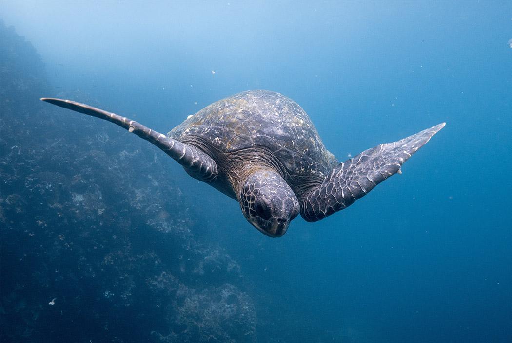 Galápagos sea turtle