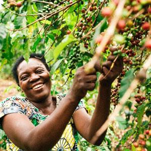 Women harvesting coffee in Rwanda