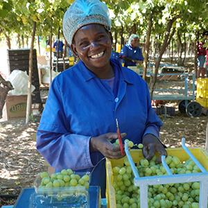 photo, woman packaging grapes
