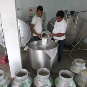 Indian dairy farmers processing milk