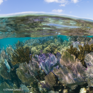 Underwater shot of a coral reef