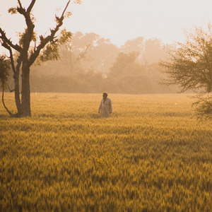 Pakistani farmer in a field